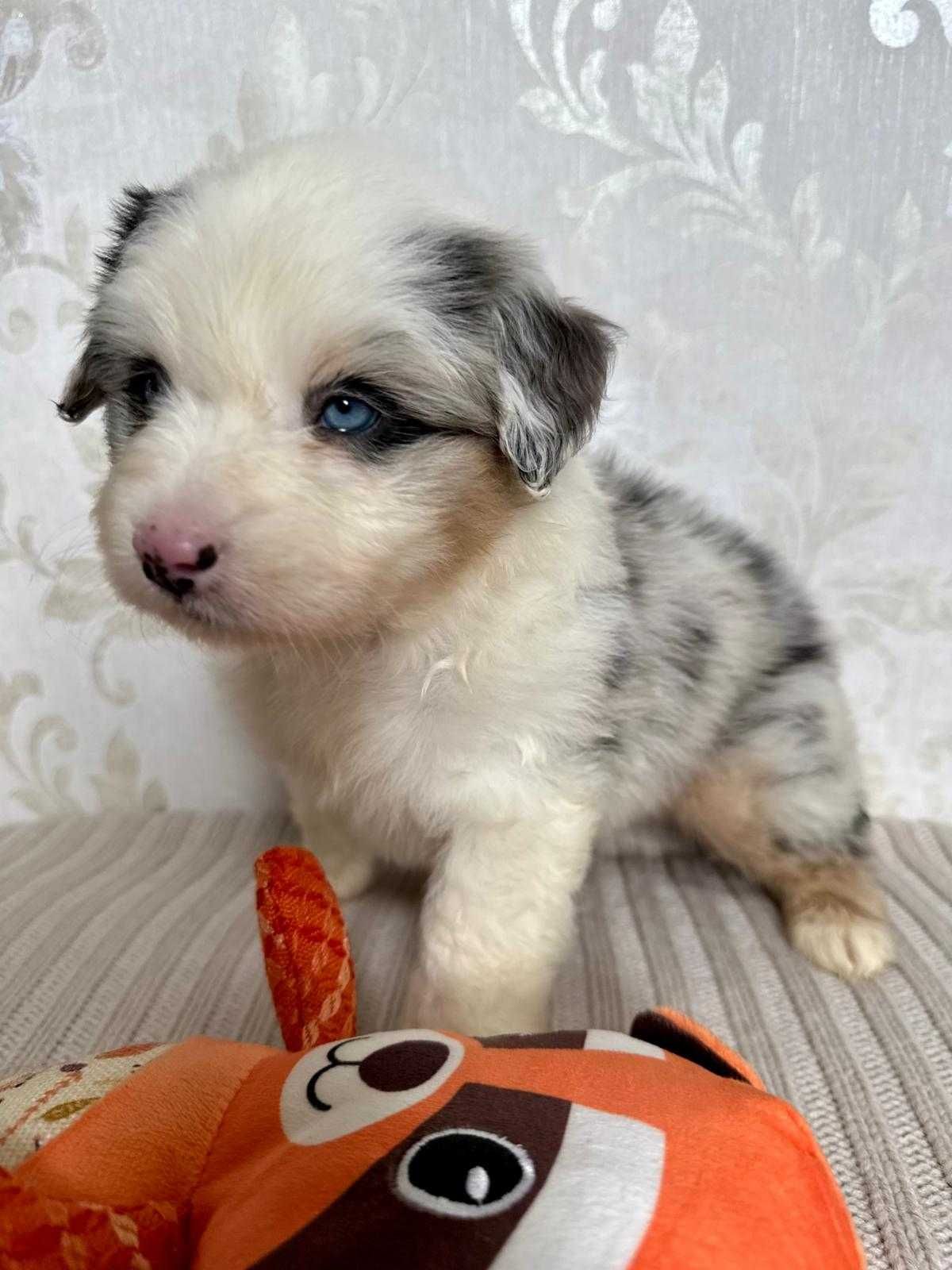 Miniaturowy Owczarek Amerykanski