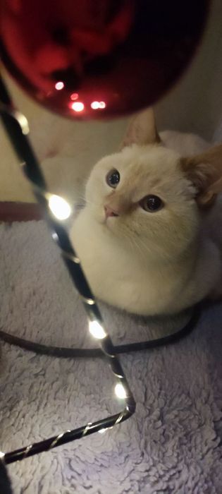 Віддам кошку шотланку