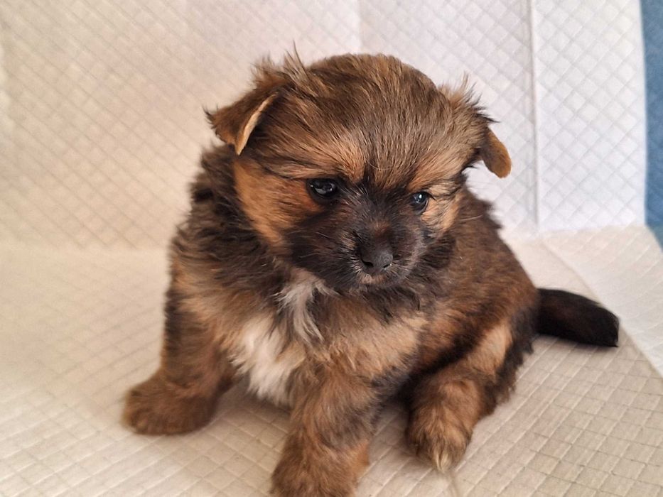 Sunia Yoranian hybryda