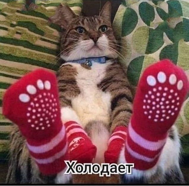 носки носочки новые для кошки маленькой собачки