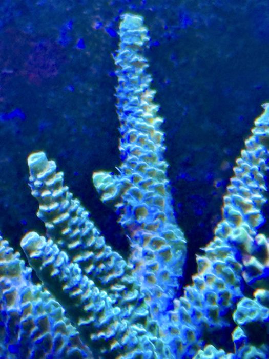Acropora szczepka