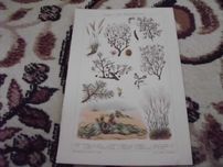 Kwiaty  oryginalna XIX w. grafika