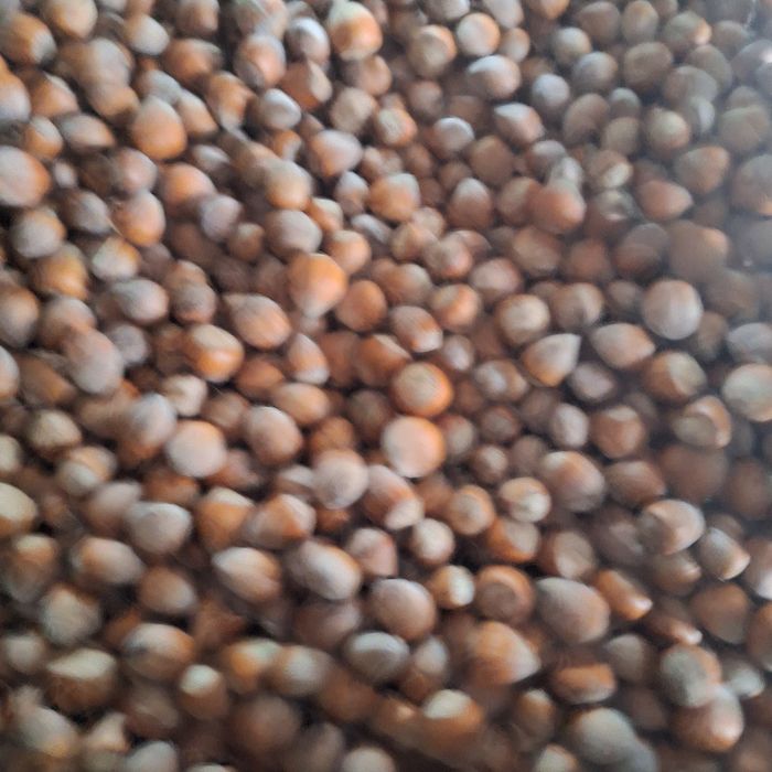 Orzechy laskowe tegoroczne