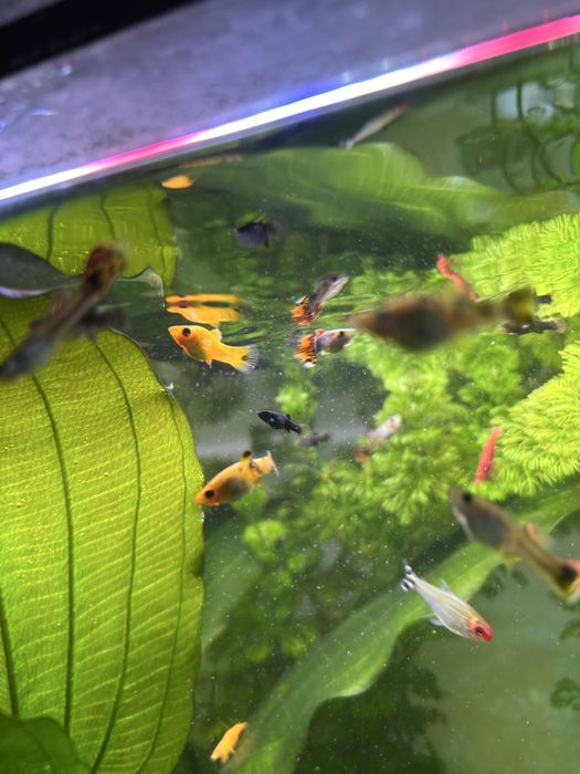 Młode Molinezje Narybek