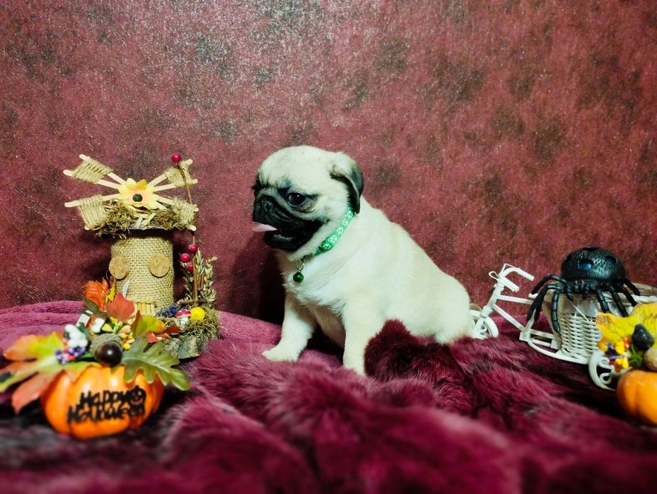 Готов к переезду перспективный парень. Пакет документов. Чипирован.