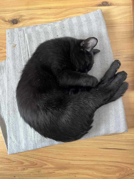 Kot kocurek adopcja schronisko wesoły przytulas