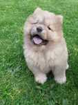 Chow chow FCI cynamonowy piesek