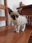 Gatinha com 2 meses para adoção
