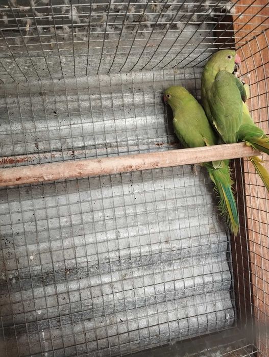 Ring necks disponíveis