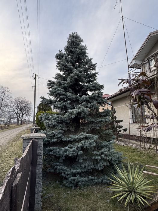 Ялинка 3 м висоти