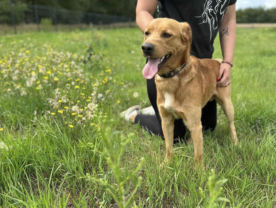 Wesoły i zabawowy pies poleca się na spacerki