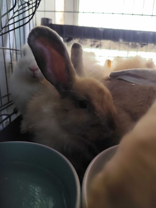 Кролик Декоративный