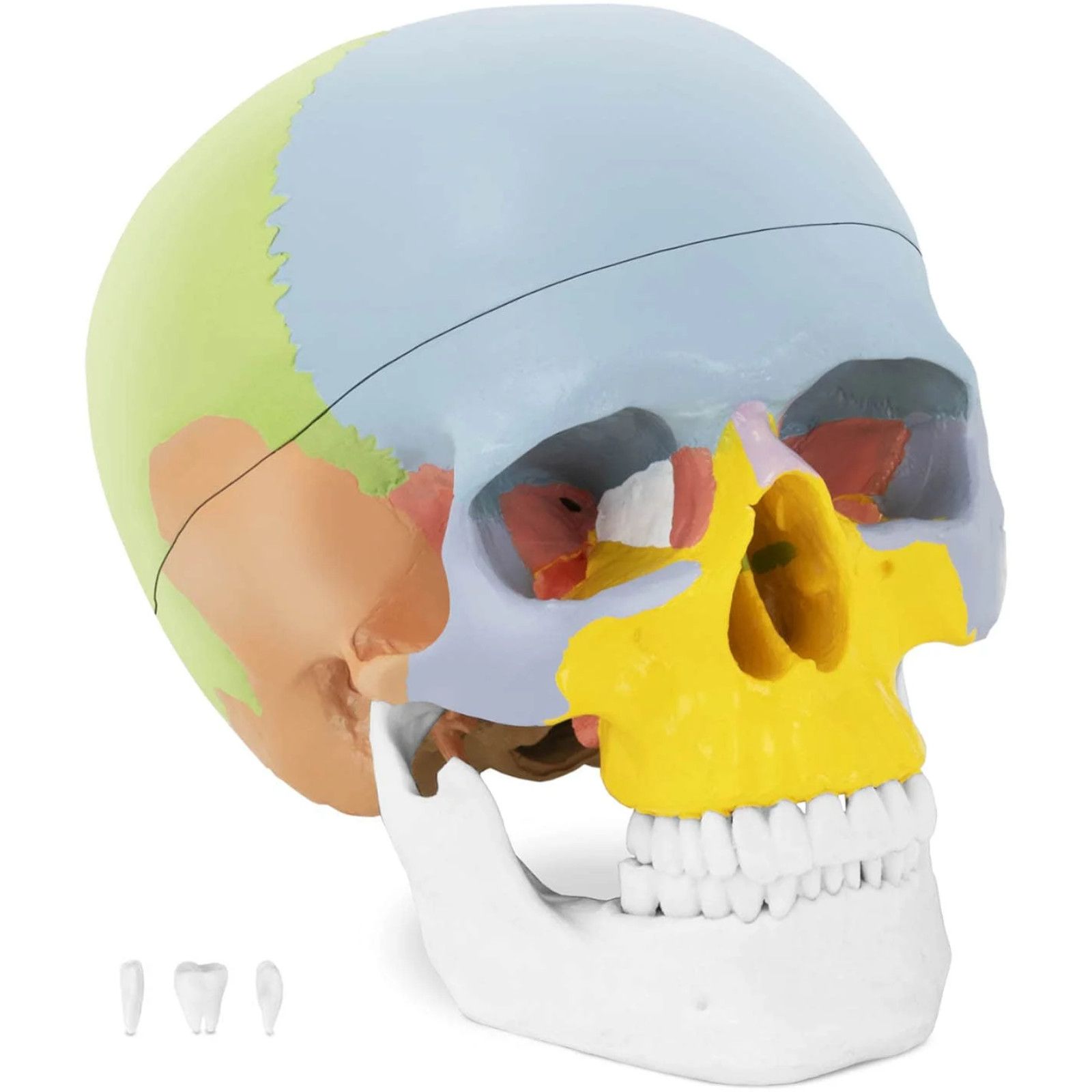 model anatomiczny czaszki człowieka kolorowa w skali 1:1 + zęby 3 szt.