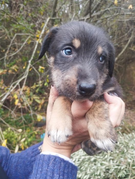 Mel para adoção muito responsável