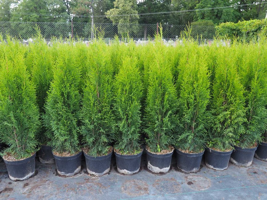 TUJA Tuje SZMARAGD  100cm-120cm PROMOCJA Łabiszyn