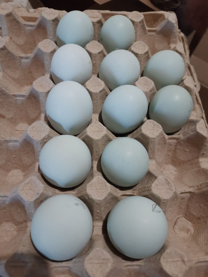 Амераукана инкубационные яйца.