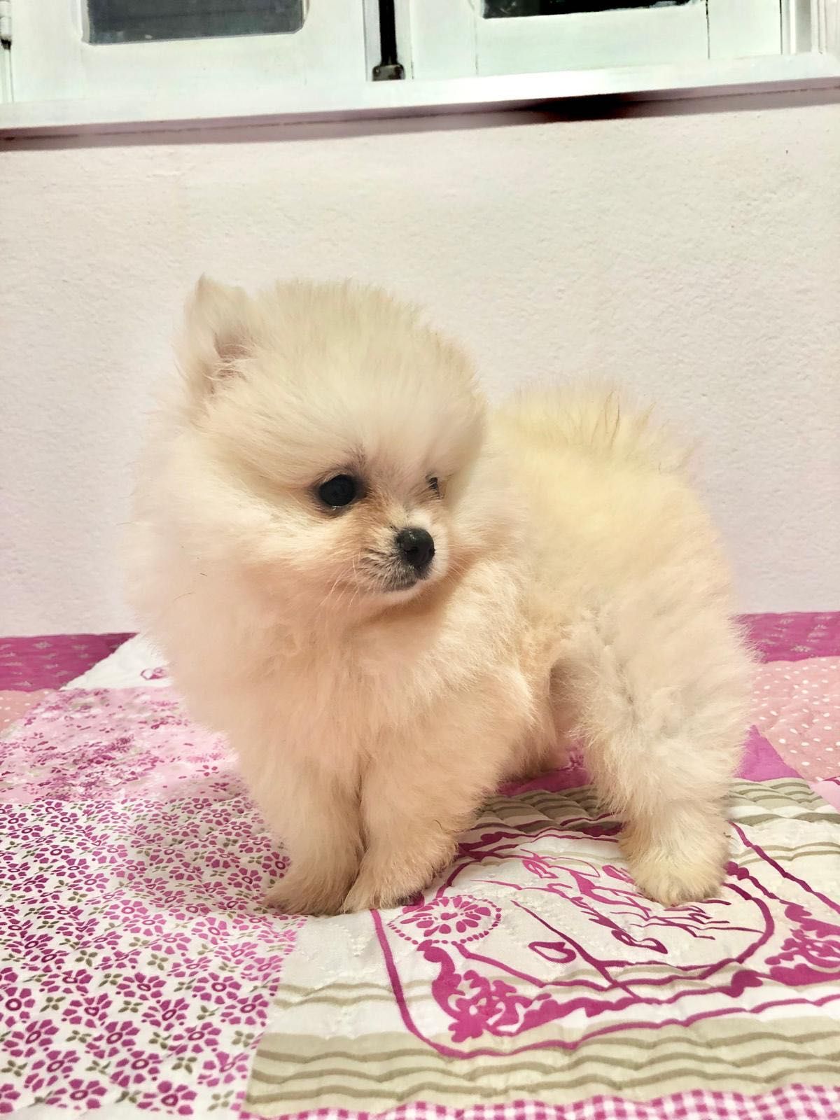 Spitz Alemão Anão Fêmea