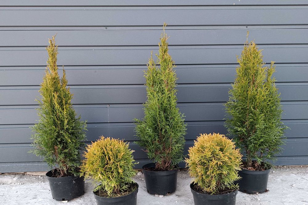 Thuja, tuja ,tuje szmaragd  Żywotnik Miriam