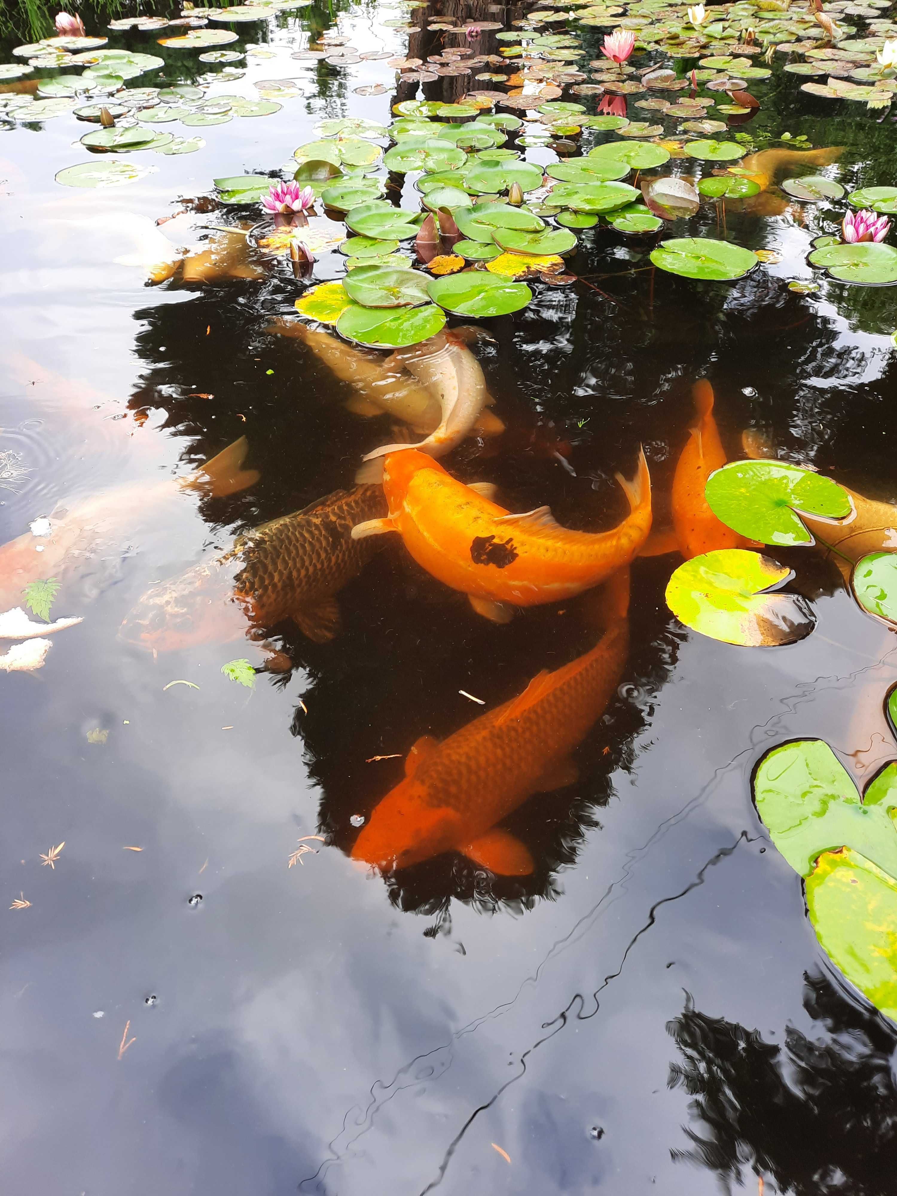 Karpie koi 50 cm