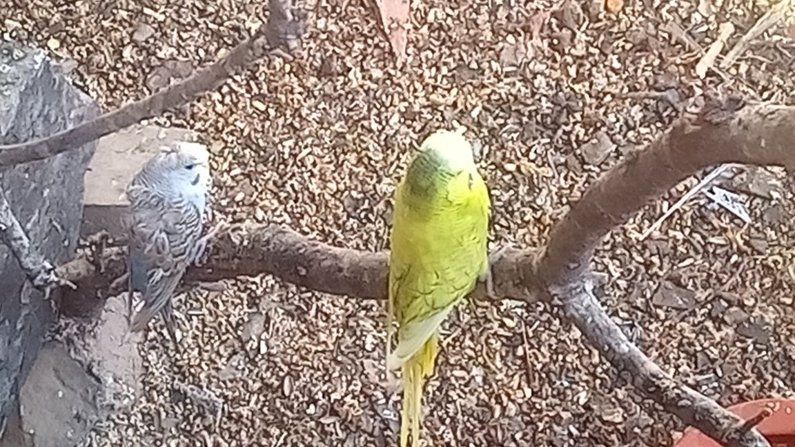 Aves piriquitos.