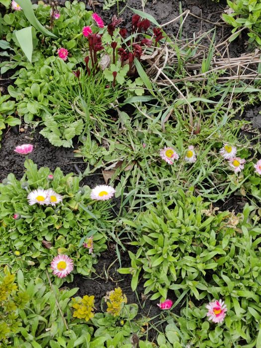 Маргаритки, розові з різними відтінками