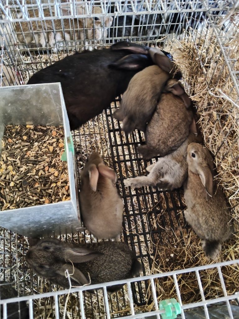 Coelhos caseiros