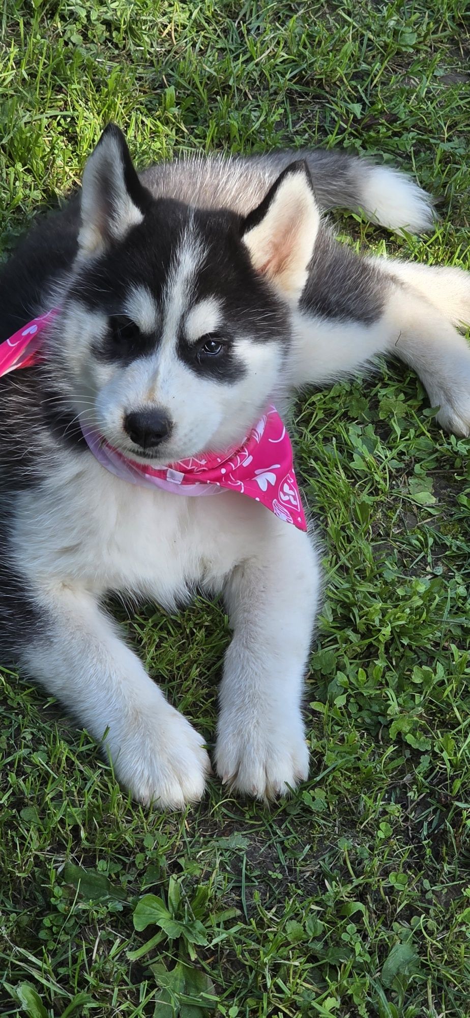 Siberian Husky- cudowna Belinka!