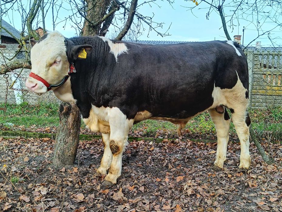 Byk simental 450kg 7miesięcy odsadek mięsny