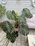 Monstera piekna duża dorodna