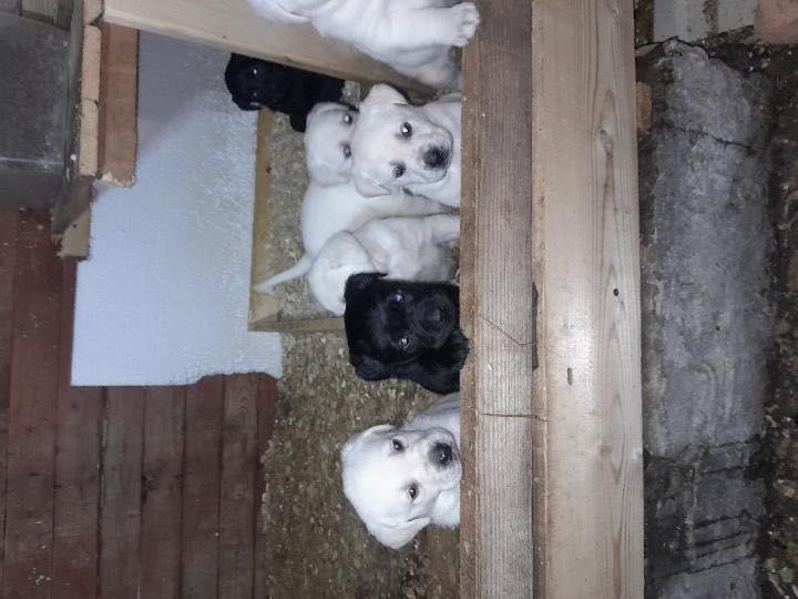 щенята лабрадора