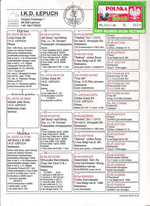 Młode Para 48 Oryg. IKD Łepuch VOS 94 gołąb gołębie pocztowe