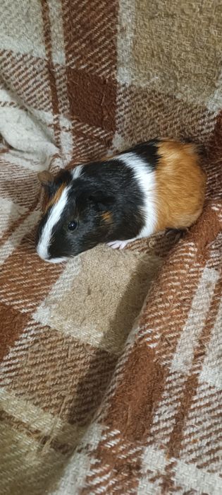 Морська свинка продаю