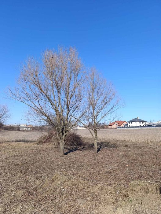 Чистка Участков Обрезка Деревьев Черновцы