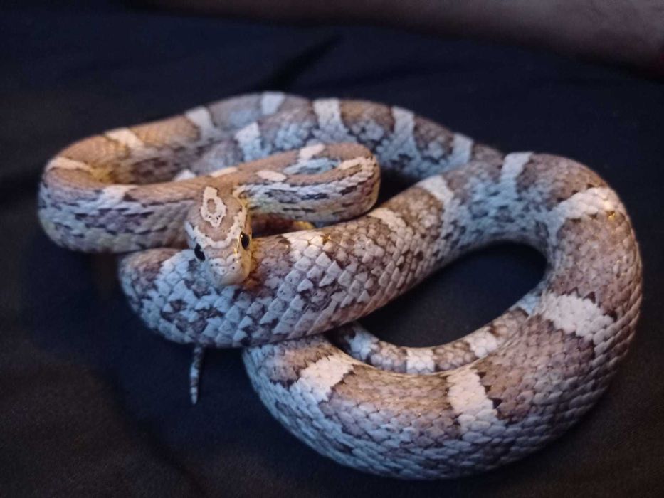 Wąż zbożowy, polecany dla początkujących