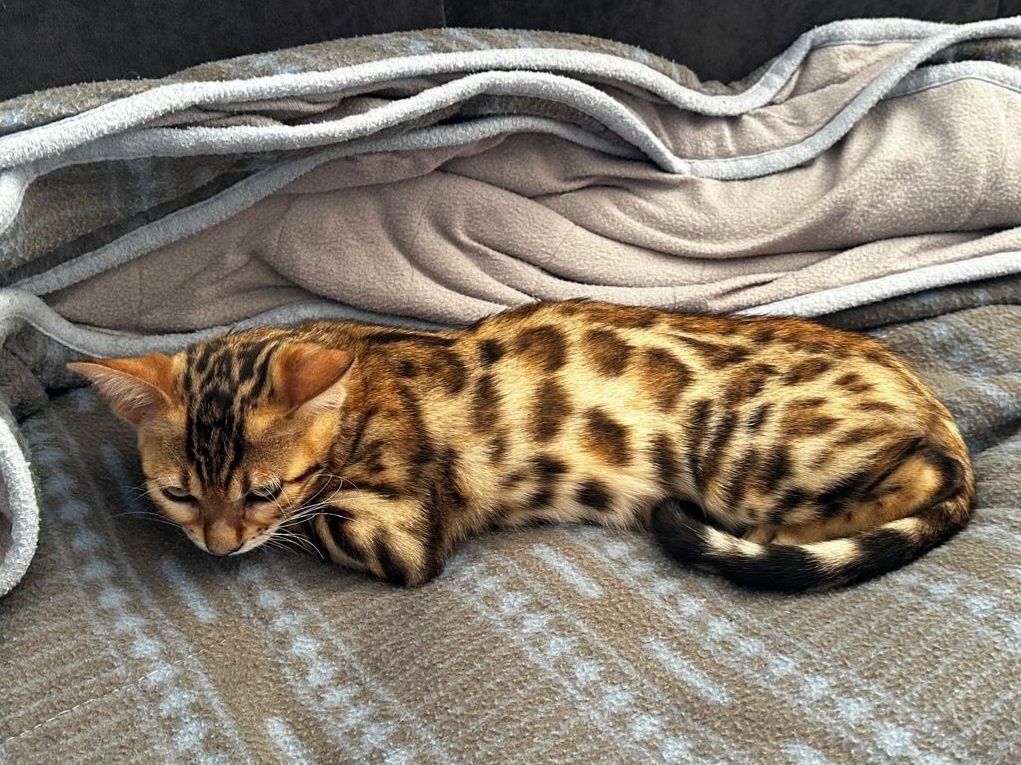 Gatinho macho bengal