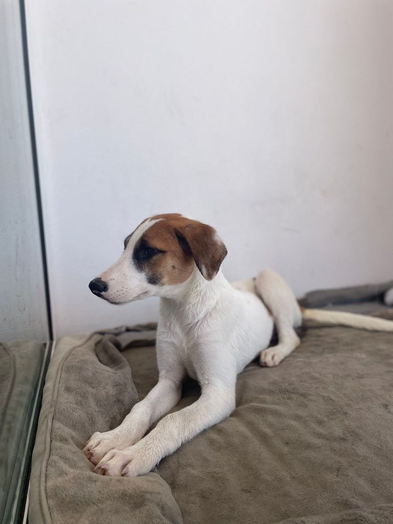 Ervilha - cachorra de 3 meses para adoção