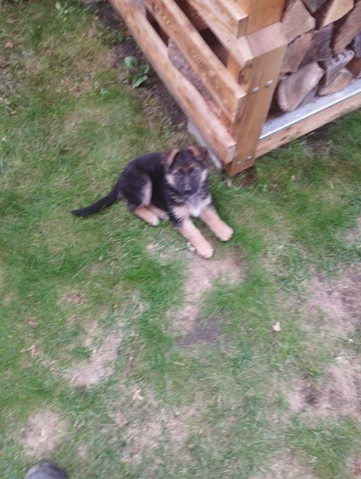 Цуценя німецької вівчарки