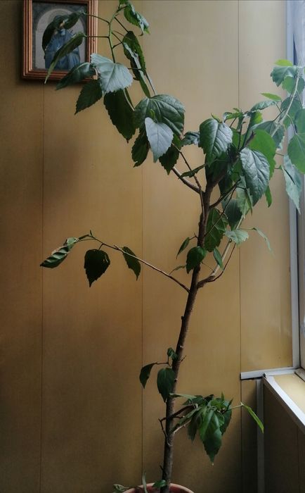 Грошове дерево, китайська роза,  гібіскус, денежное дерево, та інші