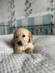 Pies rasy Golden Retriver