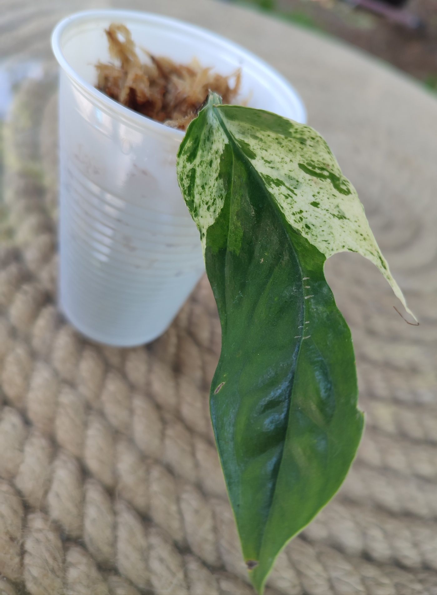 Epipremnum pinnatum variegata