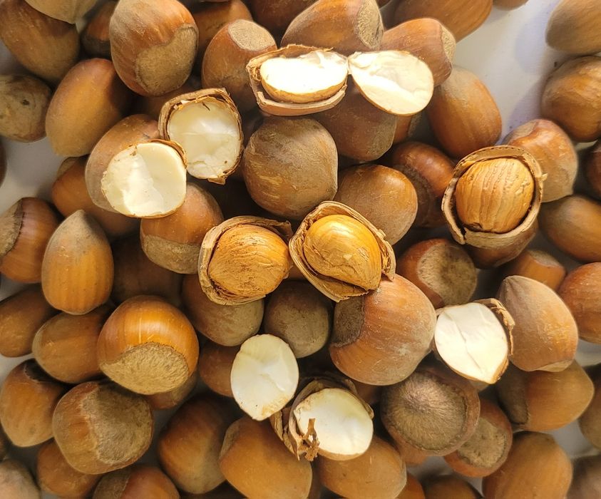 Orzechy laskowe 10kg SUPER JAKOŚĆ