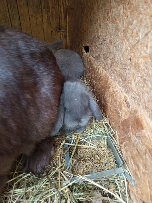 Królik baran francuski