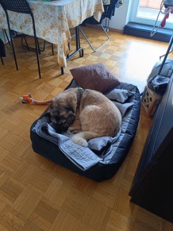 Wróci do schroniska, jeśli nie znajdziemy domu. Adoptuj, uratuj!