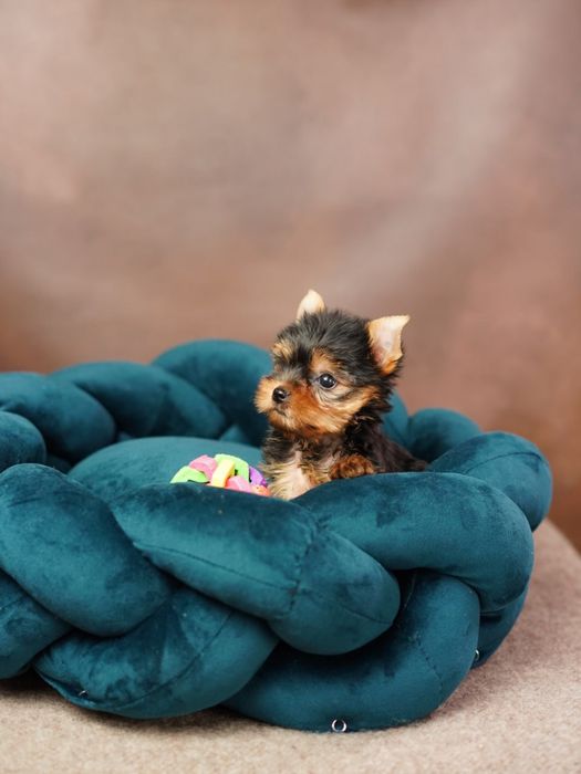 Маленька принцеса шукає замок — Йоркширська дівчинка!