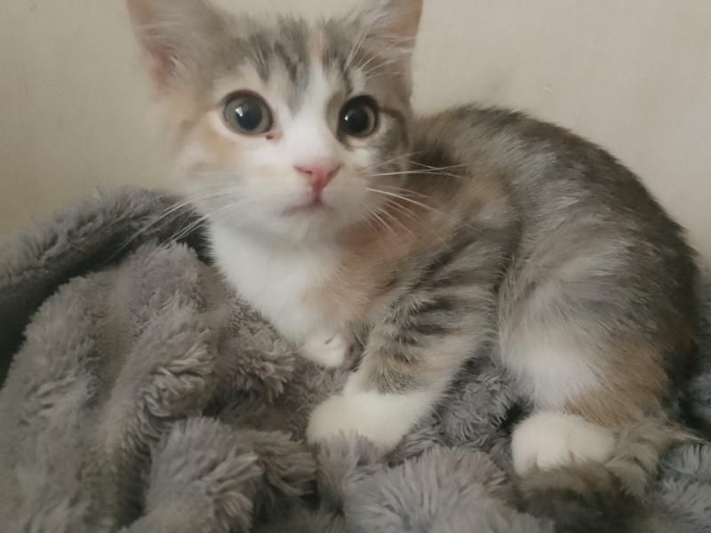 Кошенятко в добрі руки