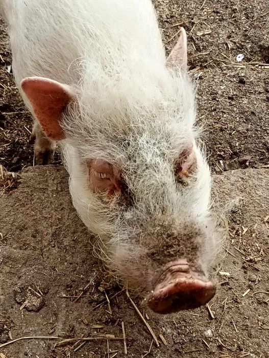 Sprzedam świnie miniaturową