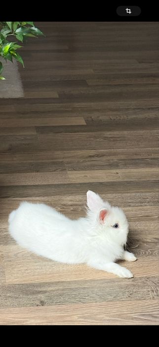 Кролик с клеткой