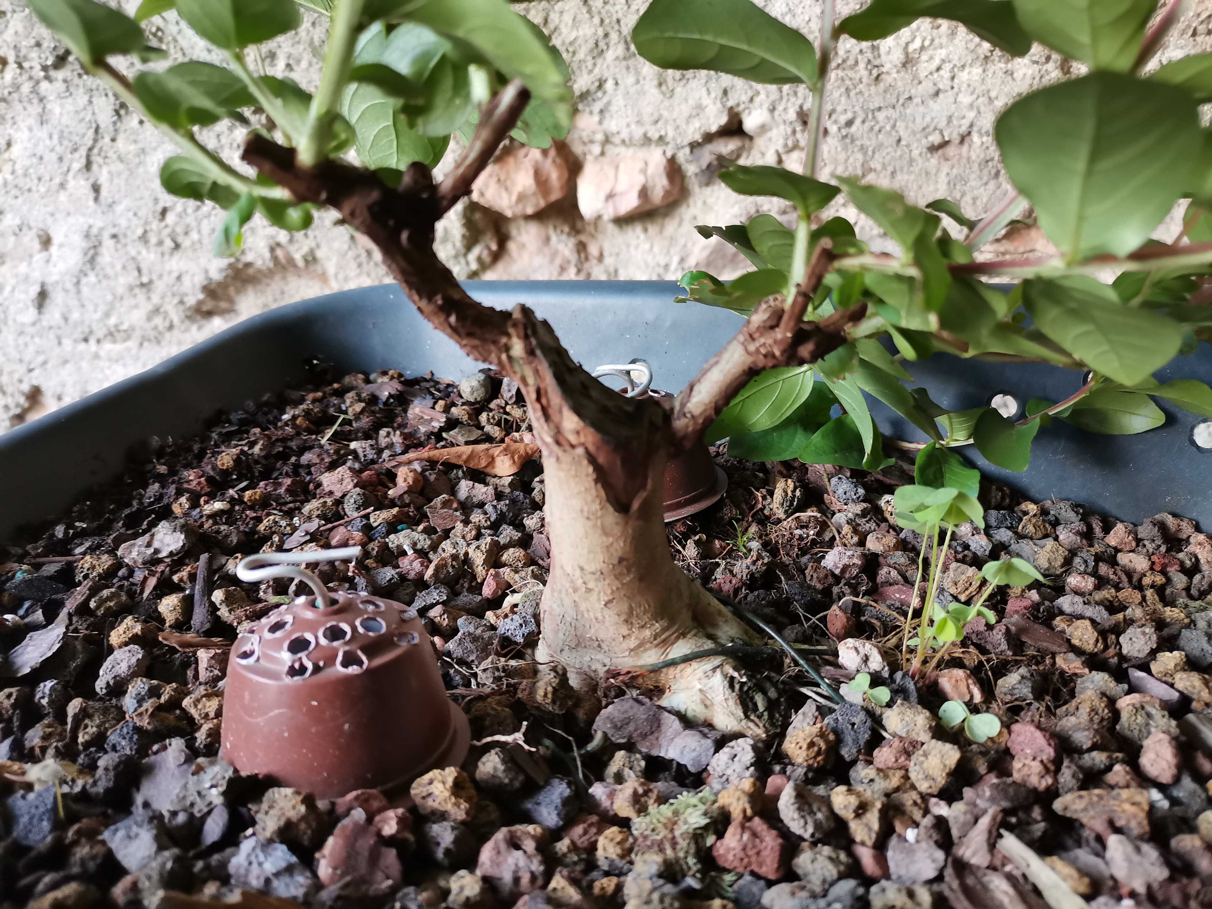 Pré-Bonsai de "Lagerstroemia Indica" *1  - *VENDA URGENTE (DESOCUPAR)*