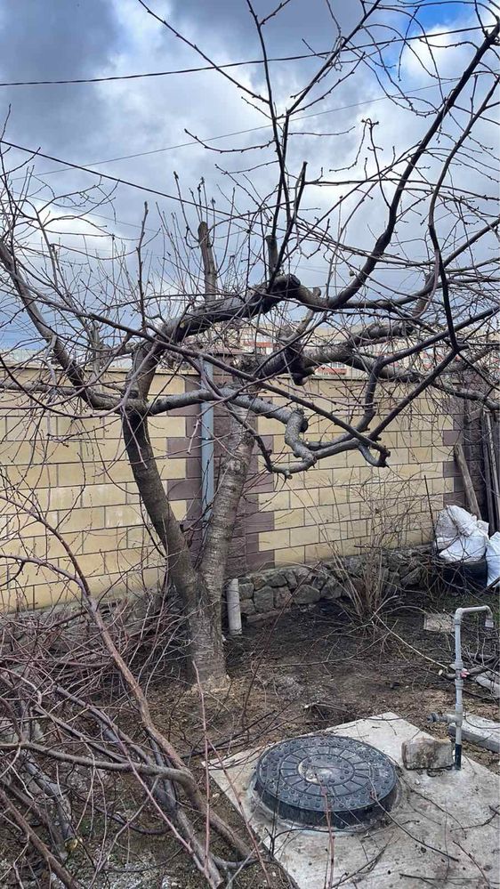 Обрезка деревьев спил, дробление измельчение веток дробилкой