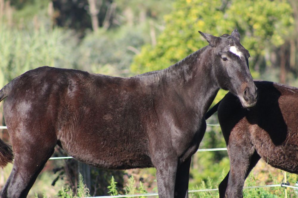 Poldra letra U tipica